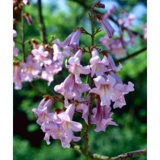 Oxygen tree drzewo tlenowe ShanTong Paulownia sadzonki