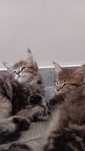 Maine coon femea