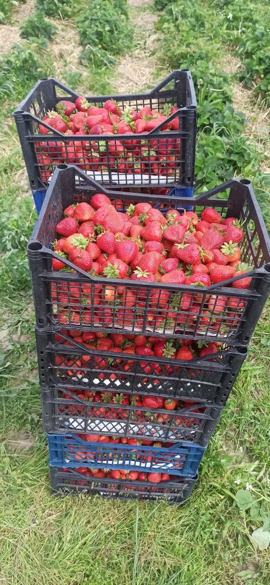 Продам Полуницю полуниця