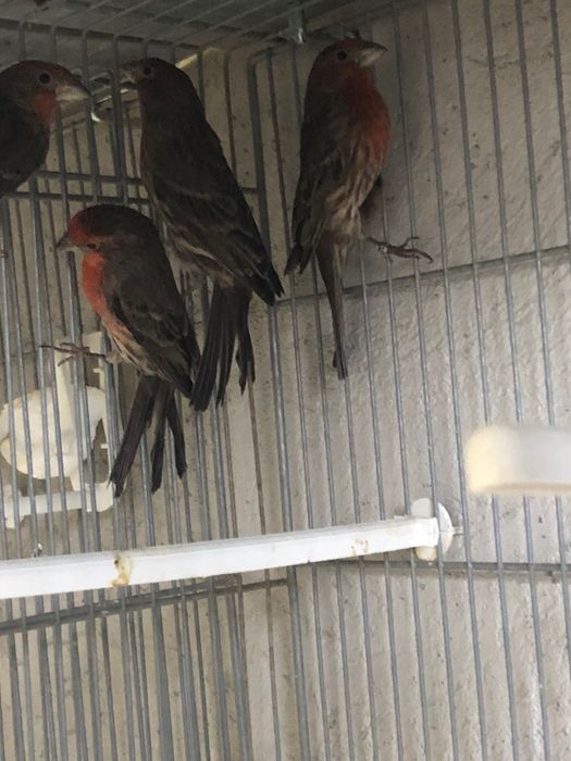 Cardapus mexicanos vários casais deste ano