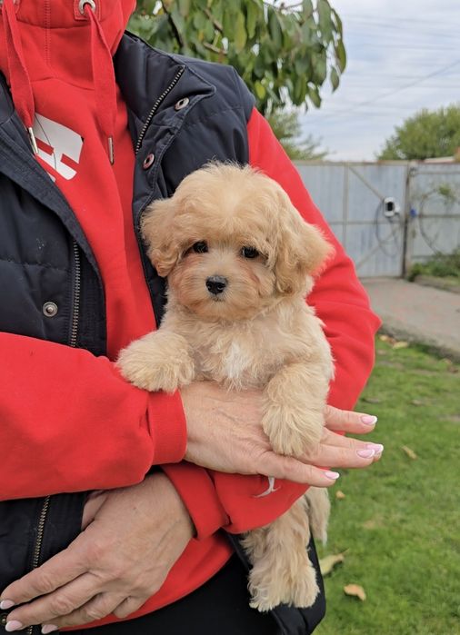 Чарівні дівчатка. Мальтіпу Ф1.