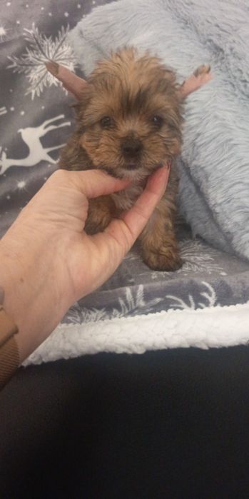 Yorkshire mini Gold mini