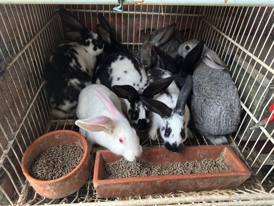 Vendo coelhos para criação