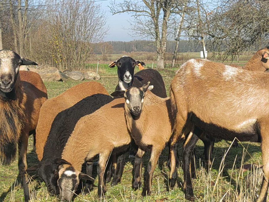 Owieczki, baranki, tryczki barbados