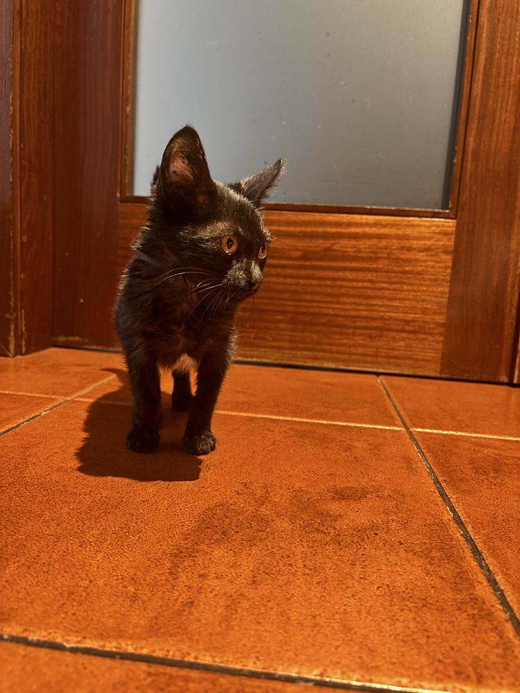 Gatinho/a carinhoso/a com menos de um aninho