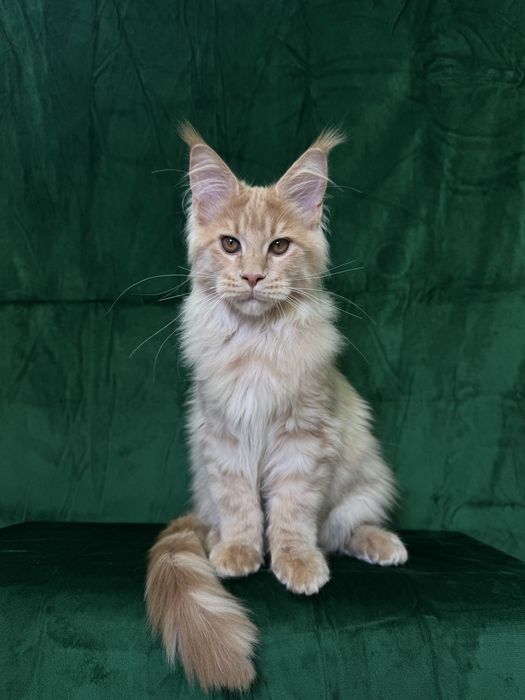 Maine coon хлопчик