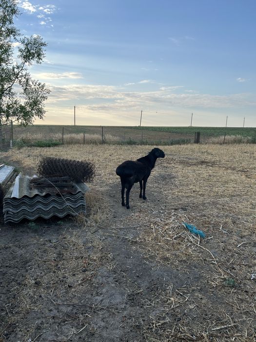 Продам барана гисарской породы.
