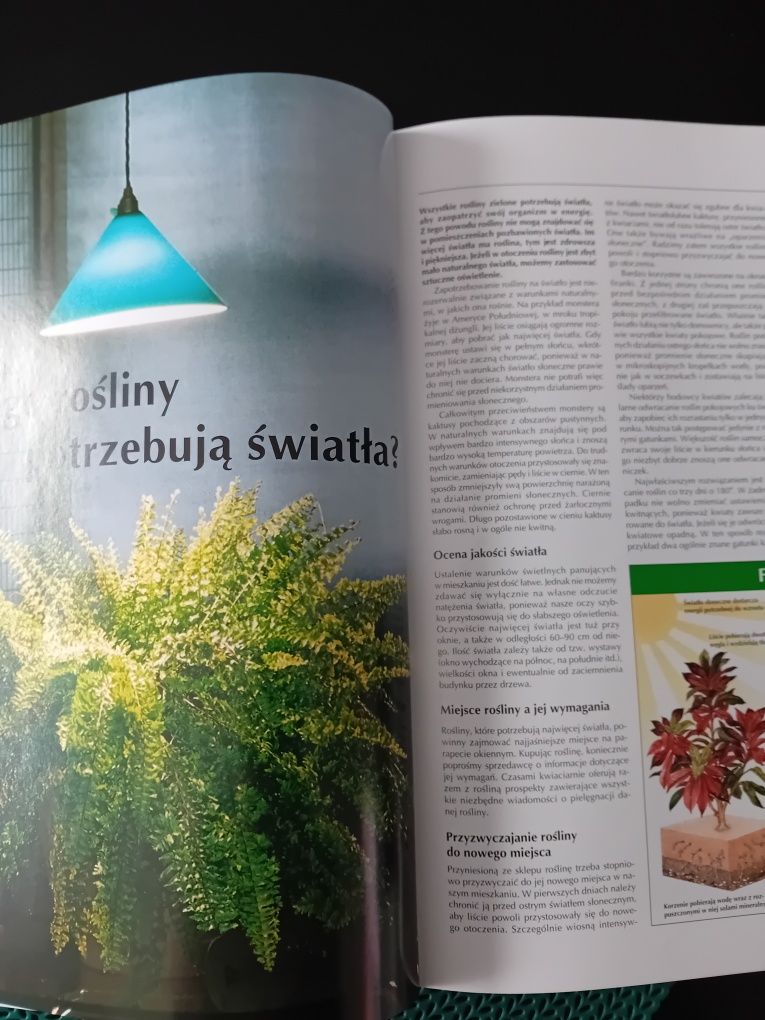 Pielęgnacja roślin doniczkowych