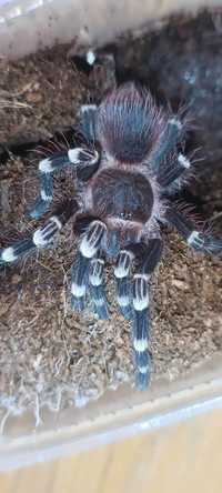 Acanthoscurria geniculata samica ptasznik