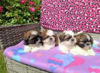 Shih Tzu piesek okolice Krakowa i Bochni