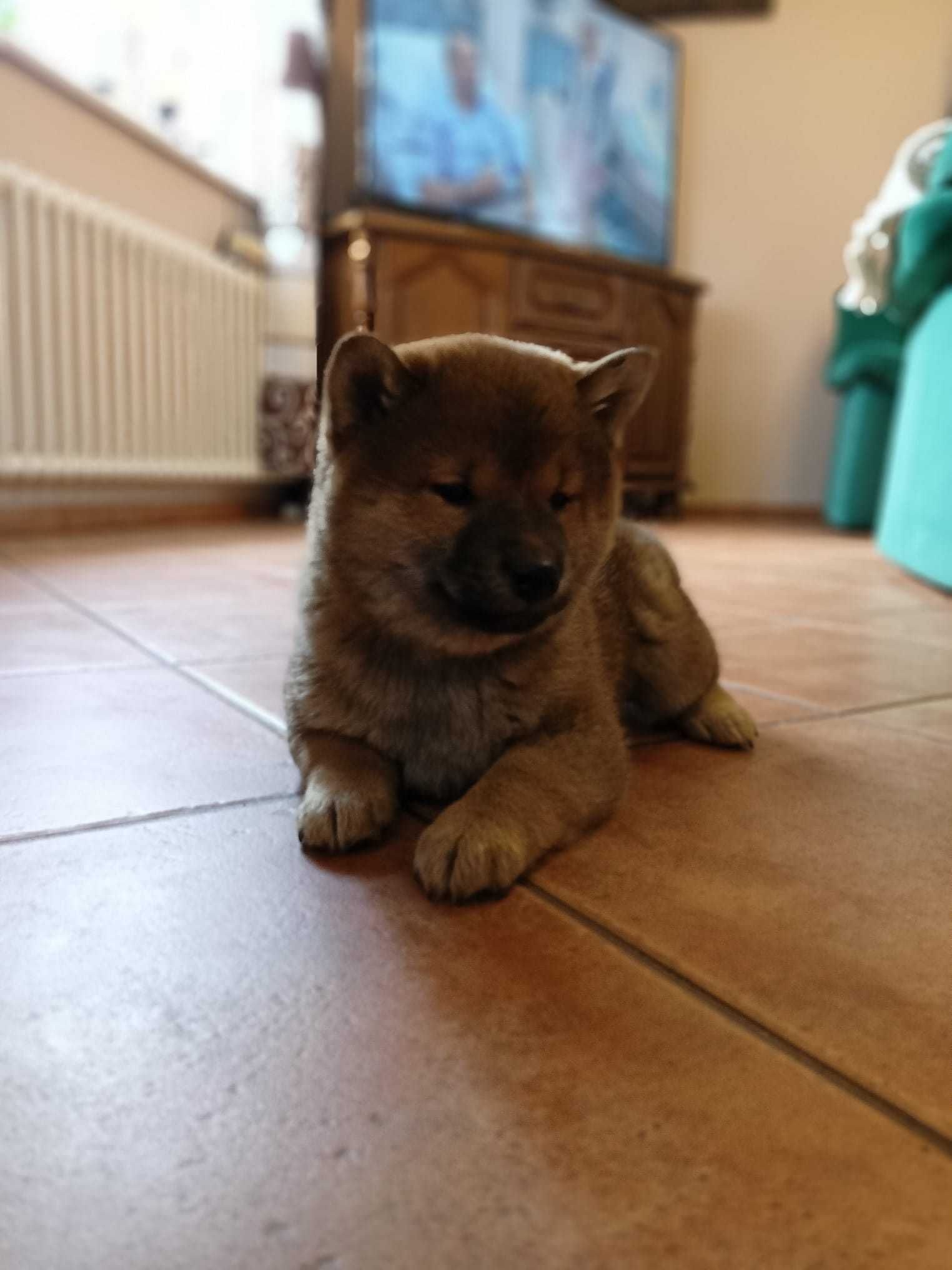 Shiba Inu samiec RUDY Wrzosowa Zagroda FCI ZKwP