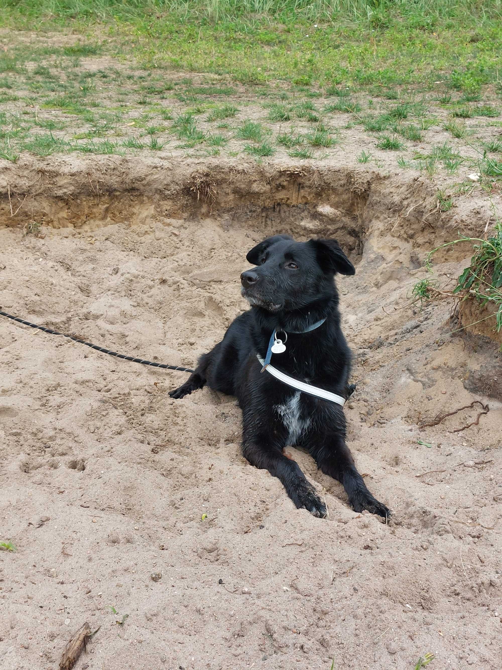 Najsłodszy Loki marzy o domu stałym! Adopcja!