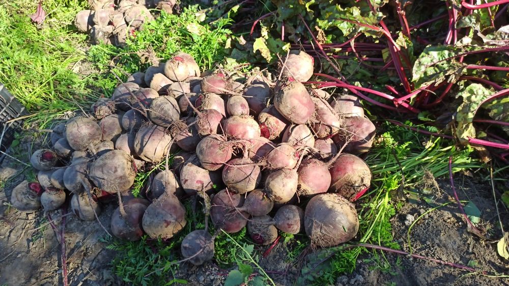 Домашній червоний буряк