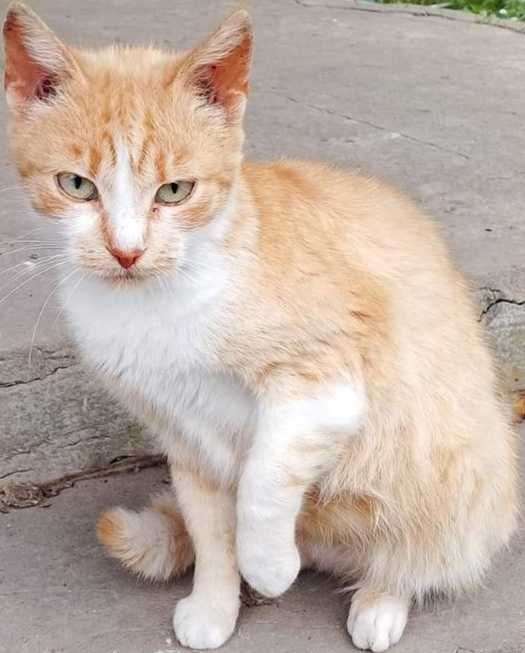 Віддам стерилізовану молоду кішечку