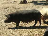 Porcas adultas...