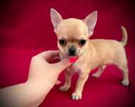 Suczka Chihuahua z rodowodem
