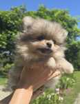 Szpic miniaturowy / pomeranian