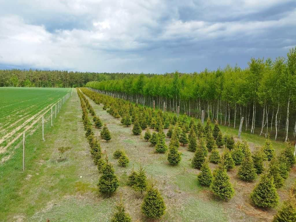 Choinki świateczne formowane - plantacja