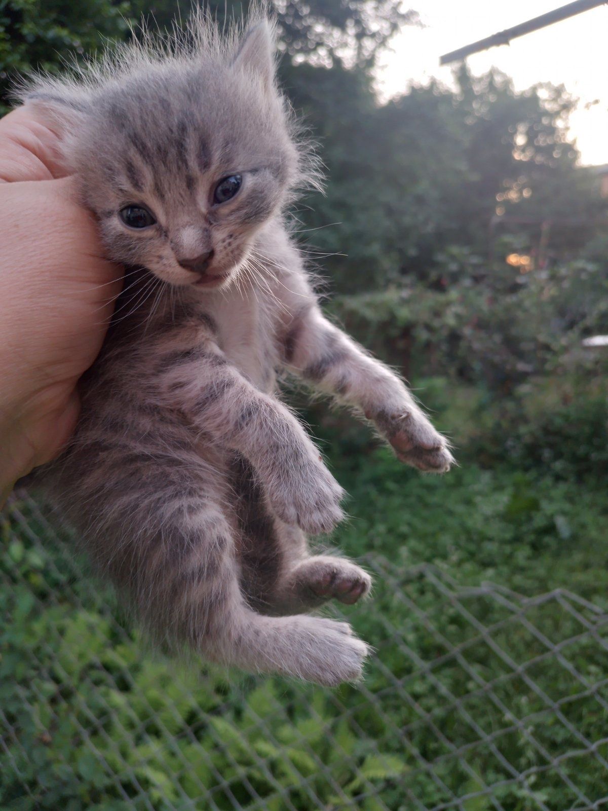 Кошенята  в добрі куки