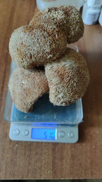 Їжовік гребінчастий, траметес, рейши, кордіцепс