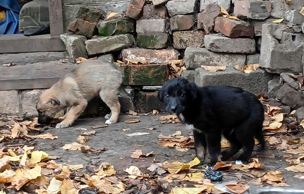 щенки в хорошие руки