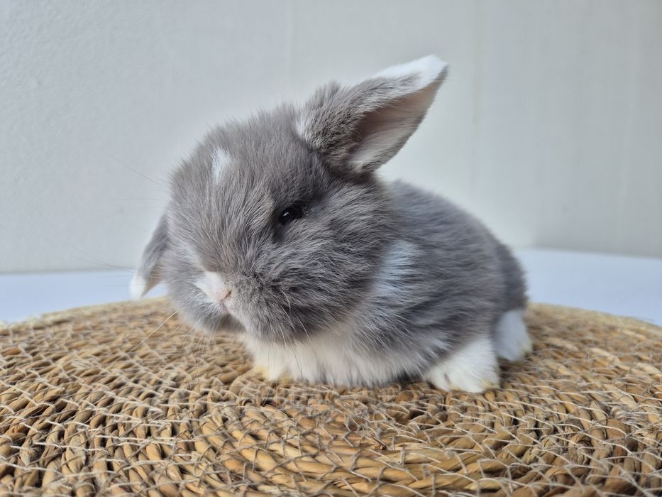 Królik Mini -Lop