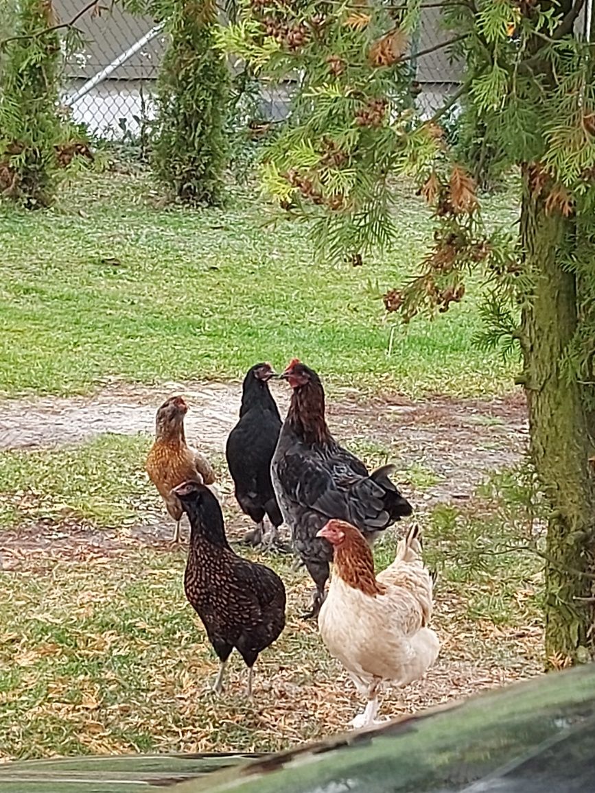 Jaja lęgowe mix kolorowe na kurczęta, do inkubatora, pod kwokę