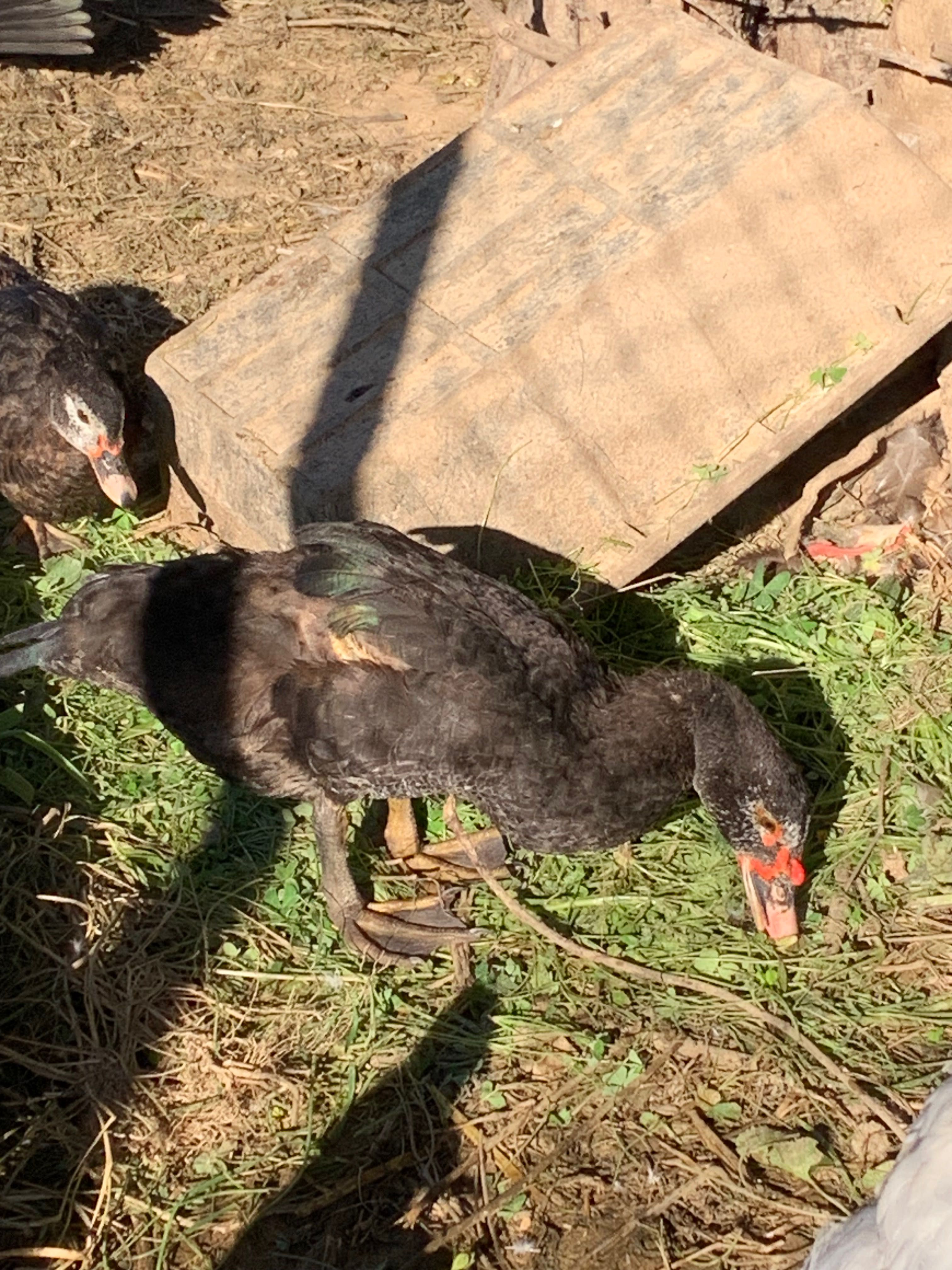 Patos mudos vários tamanhos