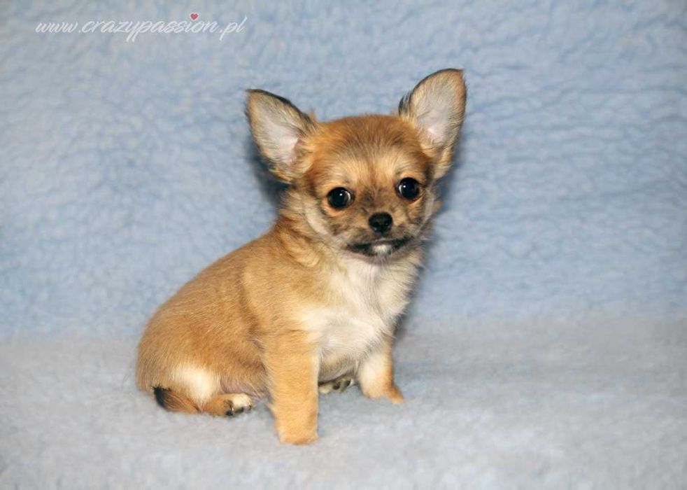 MOSCHINO Crazy Passion FCI - maleńki długowłosy chihuahua