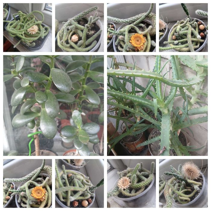 Толстянка \грошове дерево\ алое \ранник\ садочок кактусів 3х1