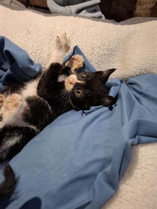 Gatinhos com 2 meses para adoção