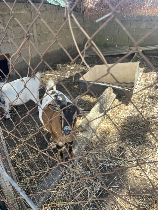 Cabras anãs - 2 fêmeas - 4 anos e 3 anos