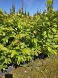 Grab 30-80 cm pospolity carpinus betulus
