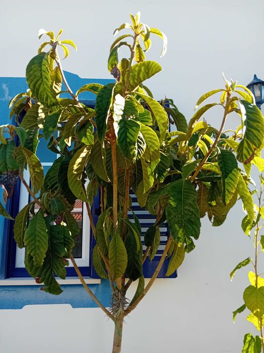 Nespereira com cerca de 1.70/1.80m