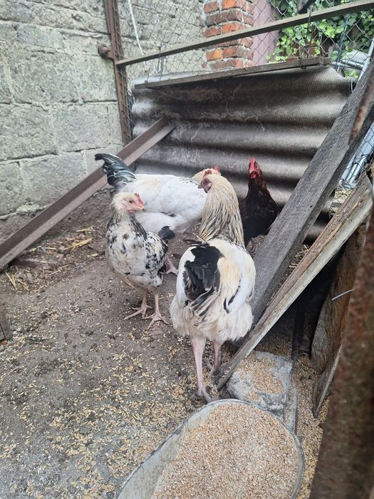 Koguty tegoroczne do hodowli lub na obiad