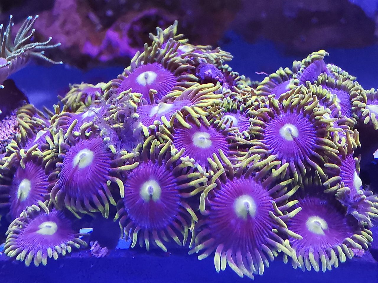 Koralowce: goniopora, euphyllia, zoanthus, caulastrea. Fitoplankton