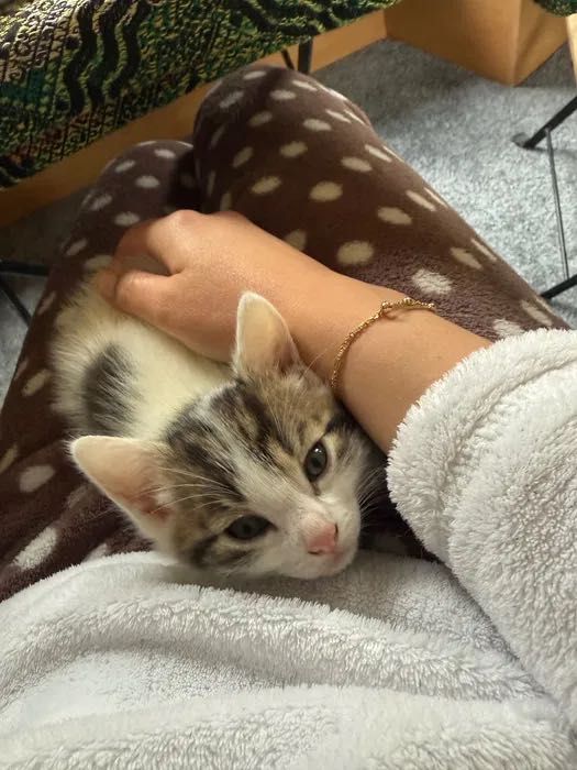 Koty 2 miesiące Muniek, Klusek i Filemon do adopcji