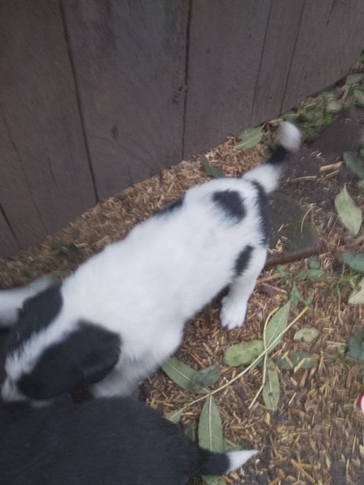 Śliczne, łaciate szczenięta do adopcji