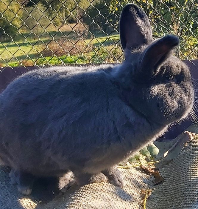 Кролики,бургунці,НЗБ,фланлери,віденські голубі