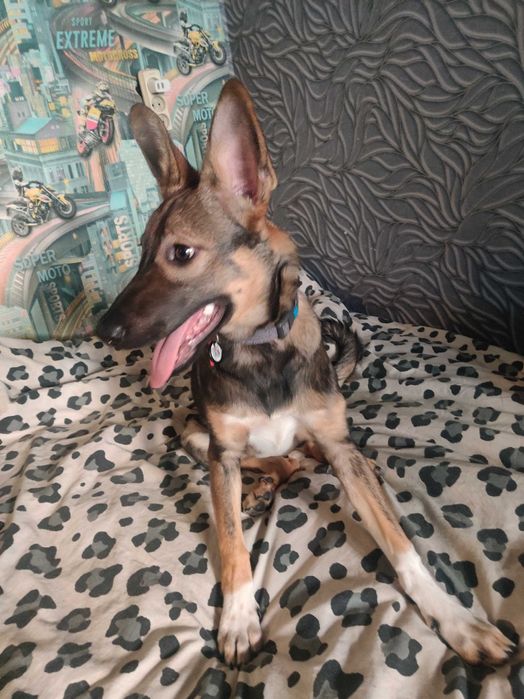 Срочно отдаю щенка ЗСУ  Леся девочка 8 месяцев