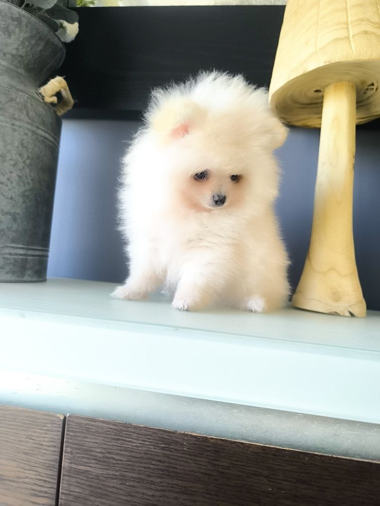 Spitz Anão .Lulu da Pomerânia . Mini. Pronto para entrega