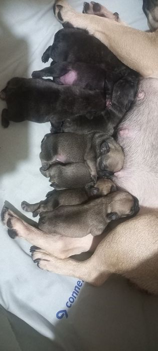 Вязка французкого бульдога