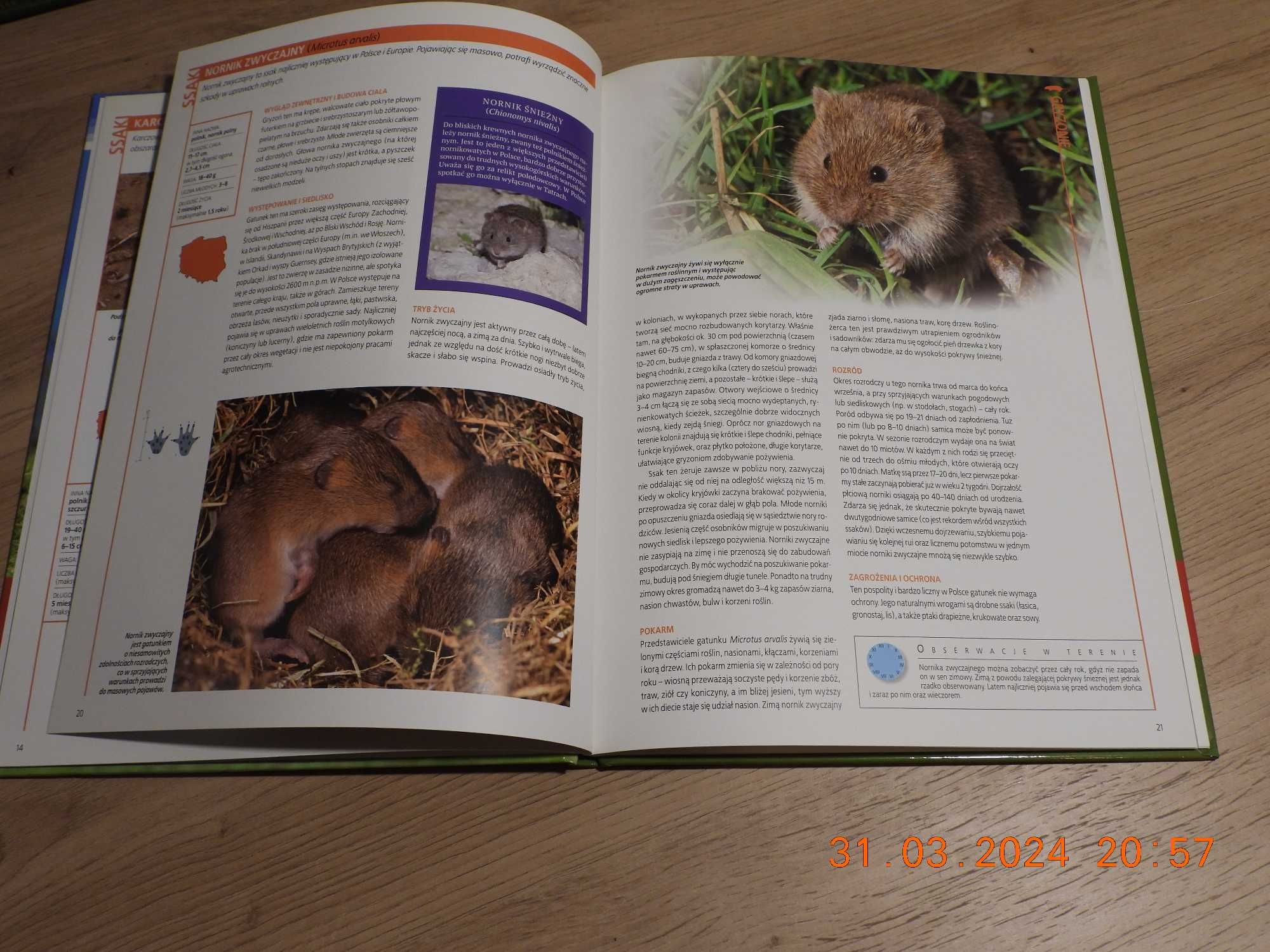 Encyklopedia Przyrody - Tom 17 Zwierzęta - Ssaki - Gryzonie