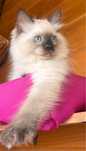 Ragdoll/ do hodowli/ FiFe/FPL/ badania genetyczne/