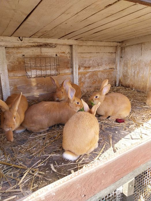 Króliki burgundzkie