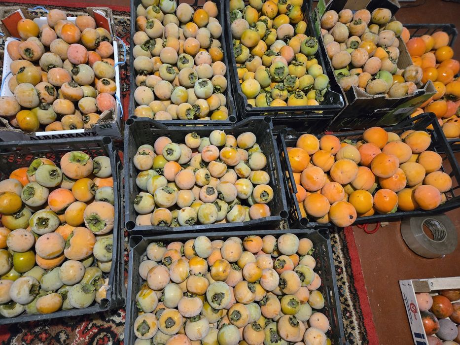 Саженцы хурмы виргинской для подвоев и привитая хурма второй категории