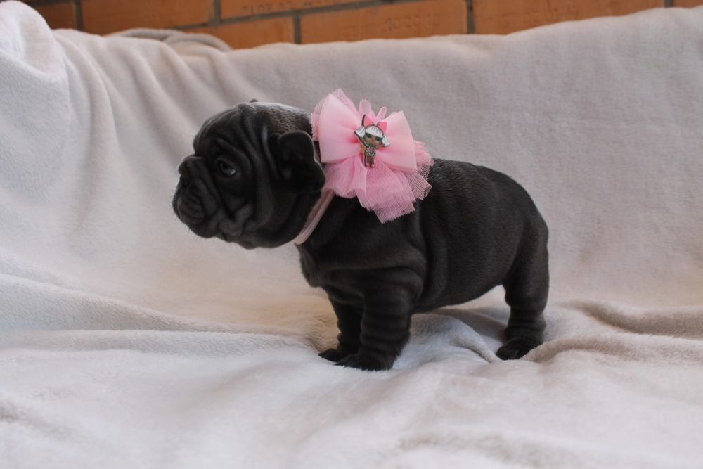 Красуня голуба Біг роп