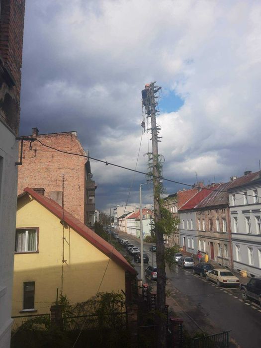 Wycinka i przycinka drzew