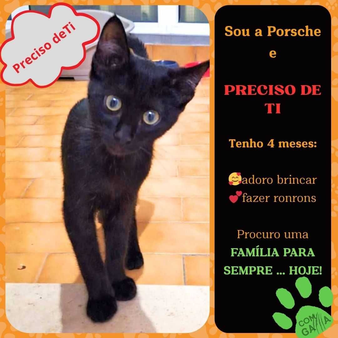 Gatinhos para adoção