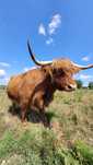 bydło szkockie rasy Highland
